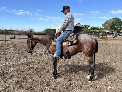 2 - Year Old Bay Roan Gelding