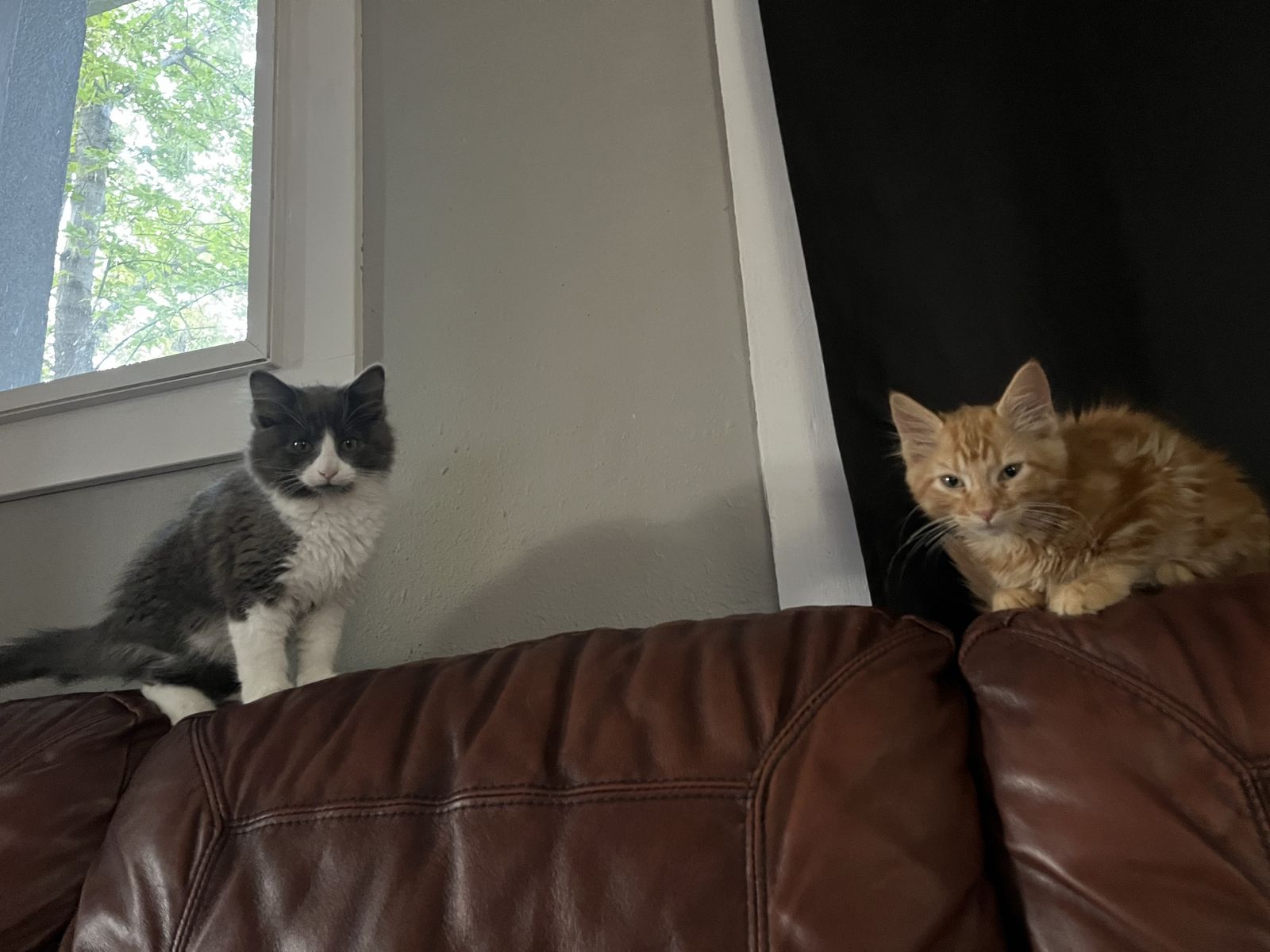 Russian Blue Mix Kitten Considered Hypoallergenic!