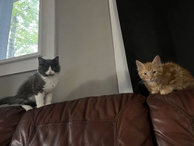 Russian Blue Mix Kitten Considered Hypoallergenic!