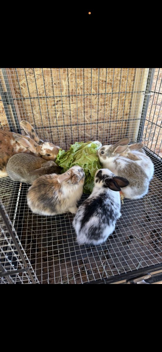Cute Baby Rabbits - Assorted Colors and Markings