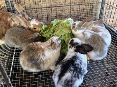 Cute Baby Rabbits - Assorted Colors and Markings