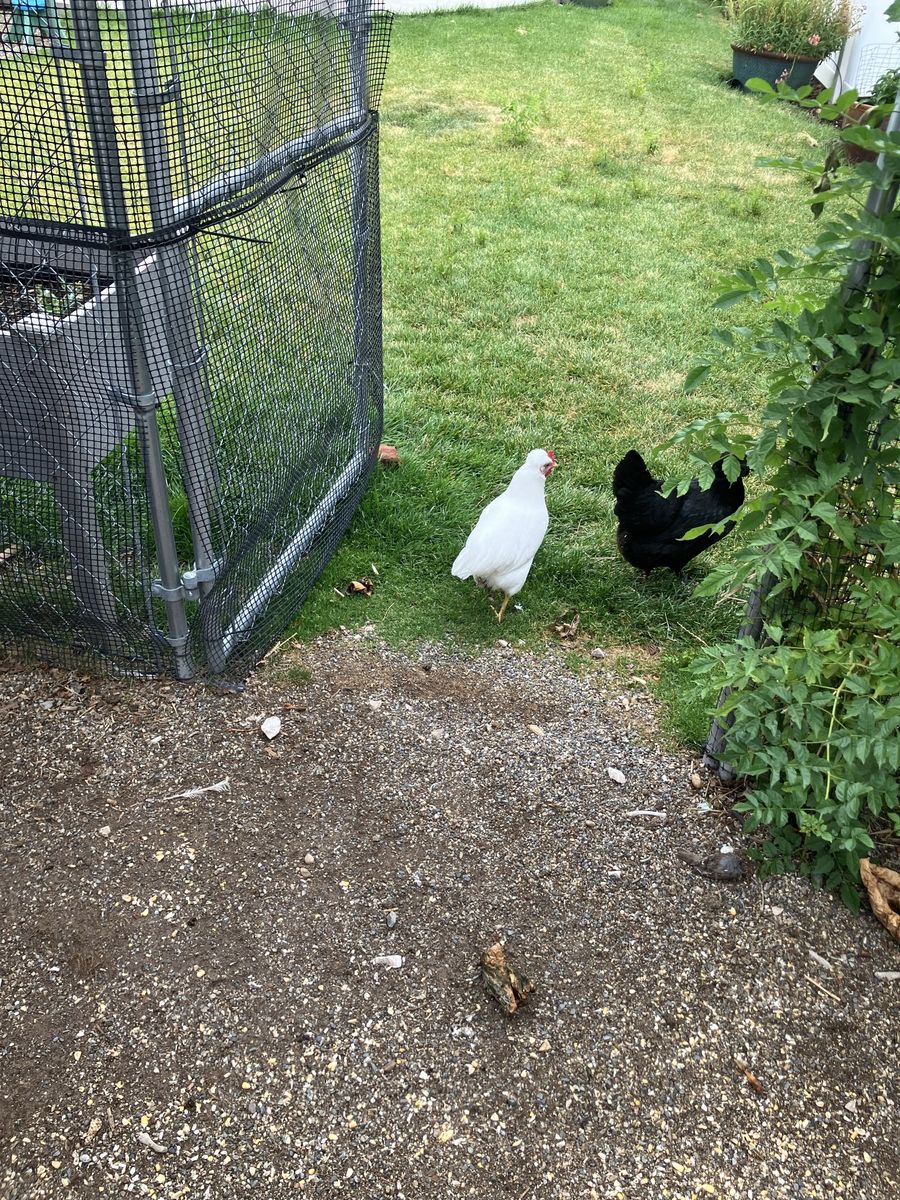 Hens