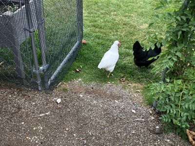 Hens