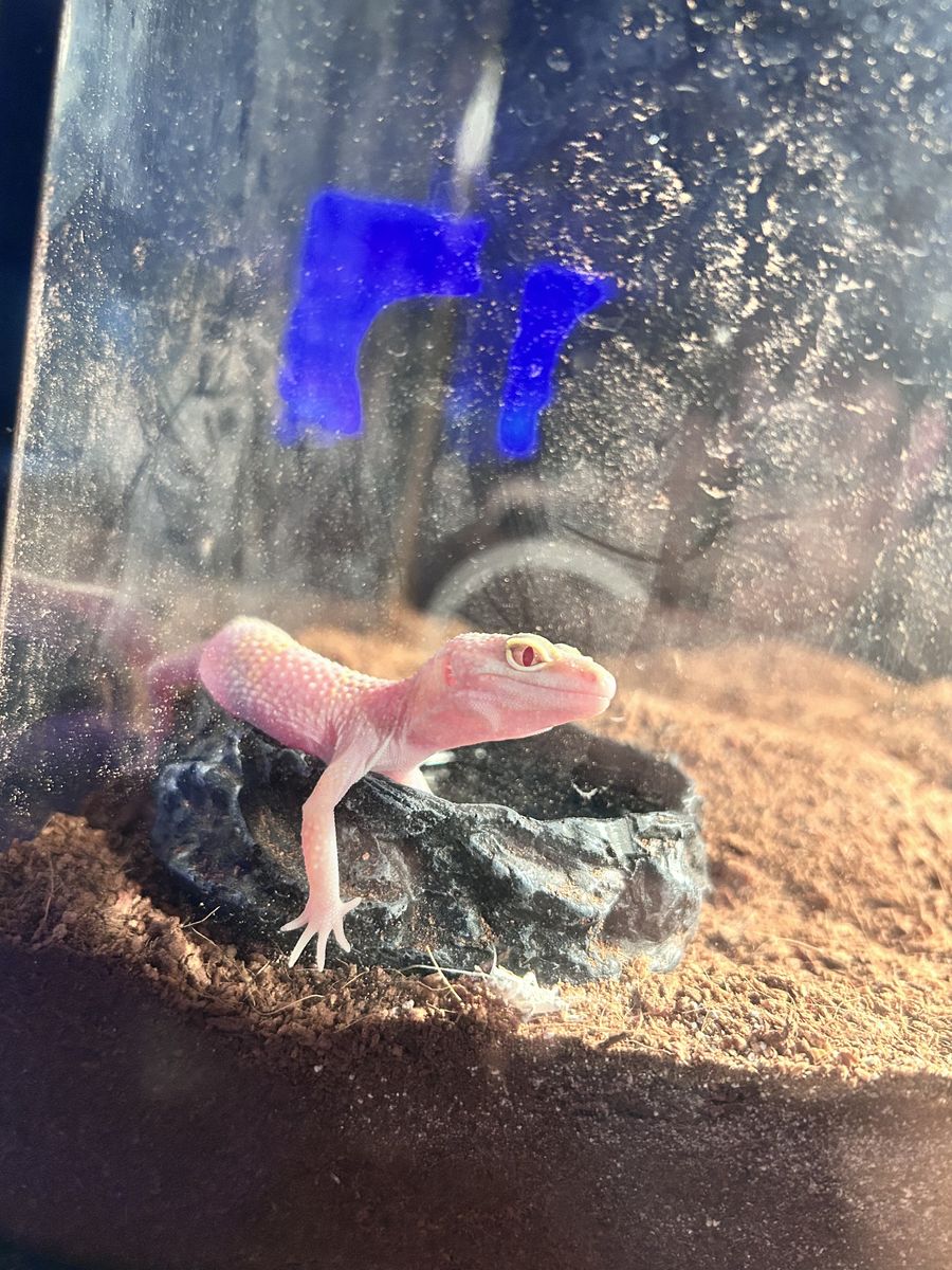 leopard gecko