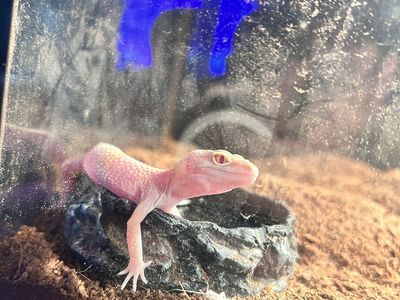 leopard gecko
