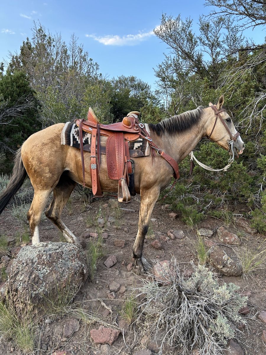 Buckskin mare