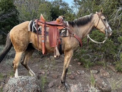 Buckskin mare