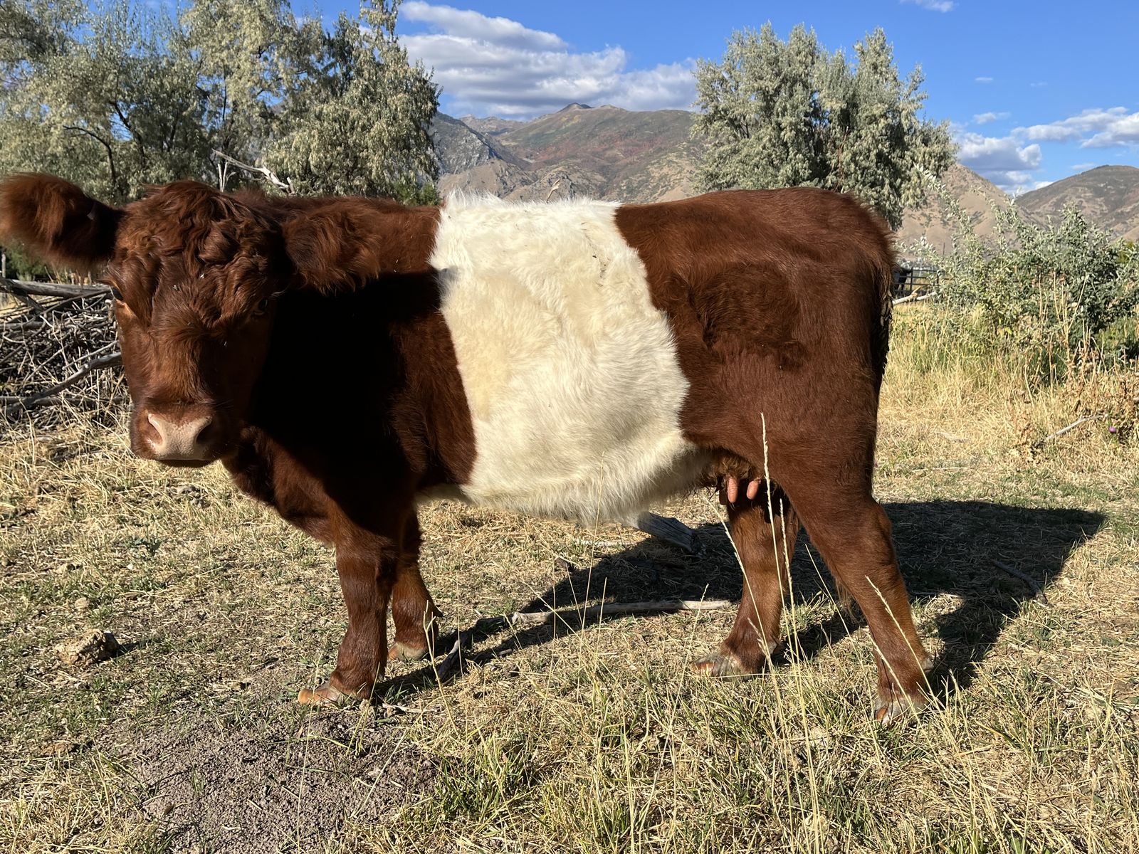 Miniature Belted Galloway Heifers