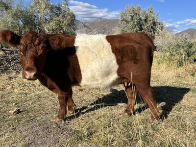 Miniature Belted Galloway Heifers