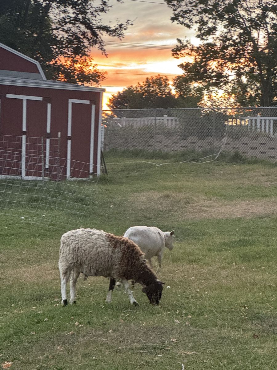 Dog broke Katahdin sheep