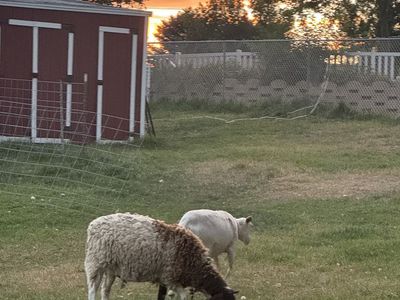 Dog broke Katahdin sheep
