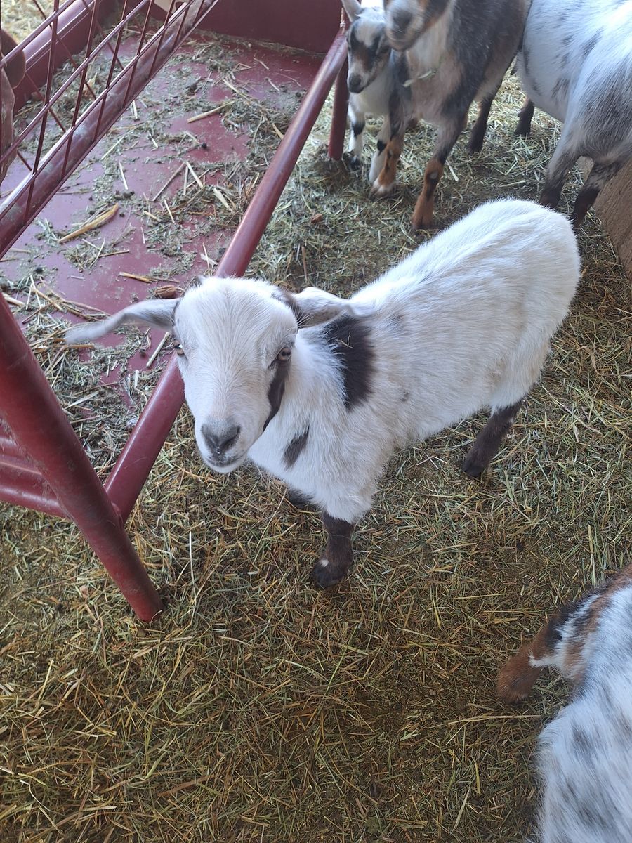 REDUCED Baby Fainting Goats (Disbudded)