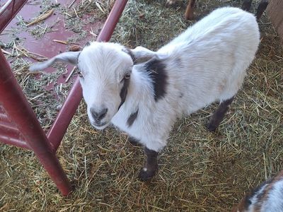 REDUCED Baby Fainting Goats (Disbudded)