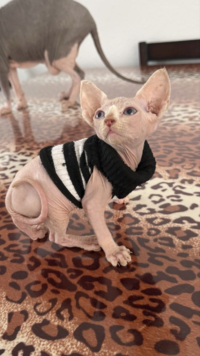 Beautiful Sphynx kittens—2 males and 1 female