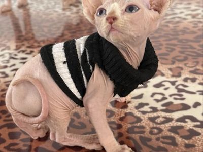 Beautiful Sphynx kittens—2 males and 1 female