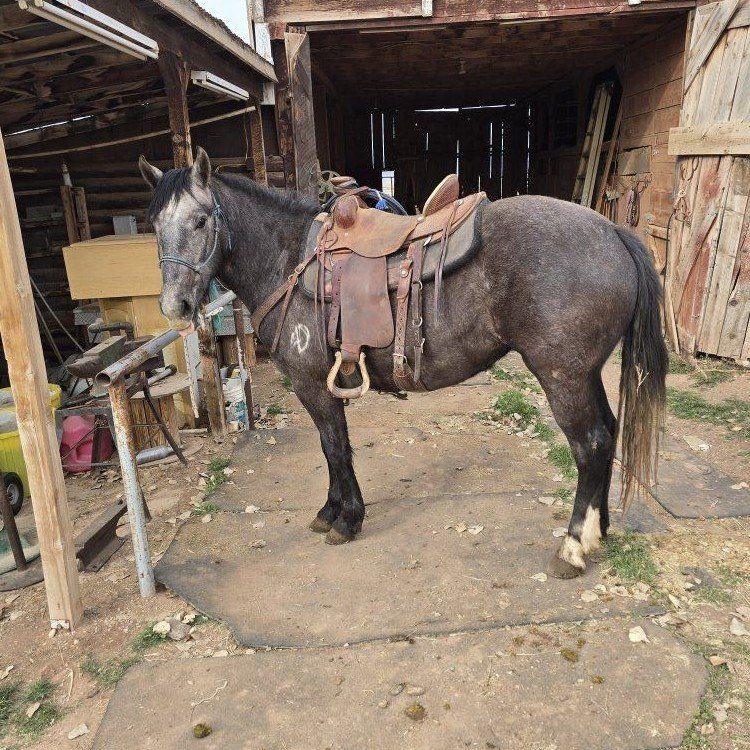 3yr old half draft filly grey filly