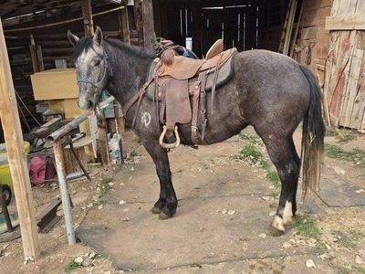 3yr old half draft filly grey filly