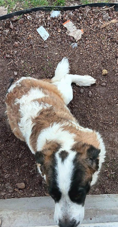 year old female saint bernard
