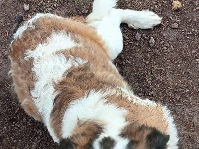 year old female saint bernard