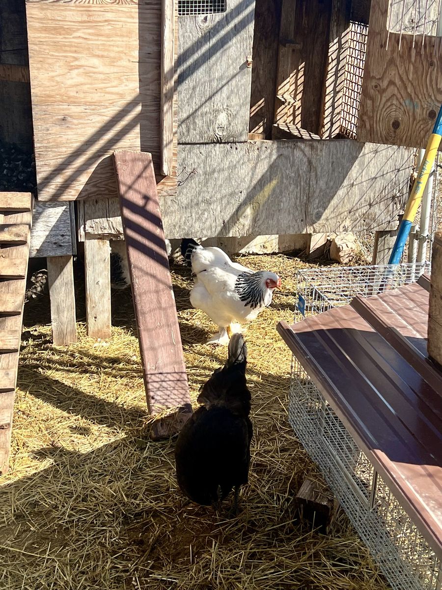 Light Brahma Hen