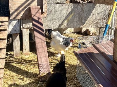 Light Brahma Hen