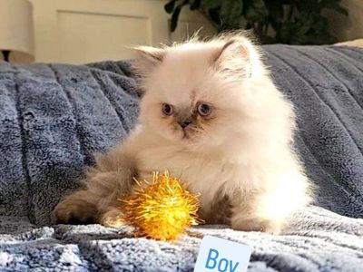 Persian kitten for sale