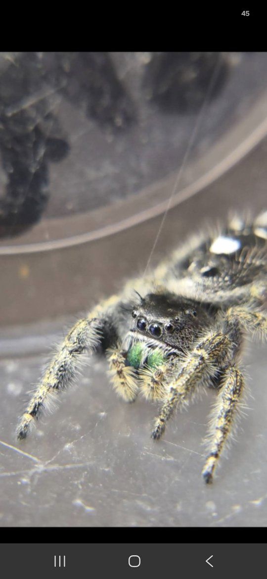Jumping spiders (new pollen toes!)