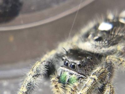 Jumping spiders (new pollen toes!)