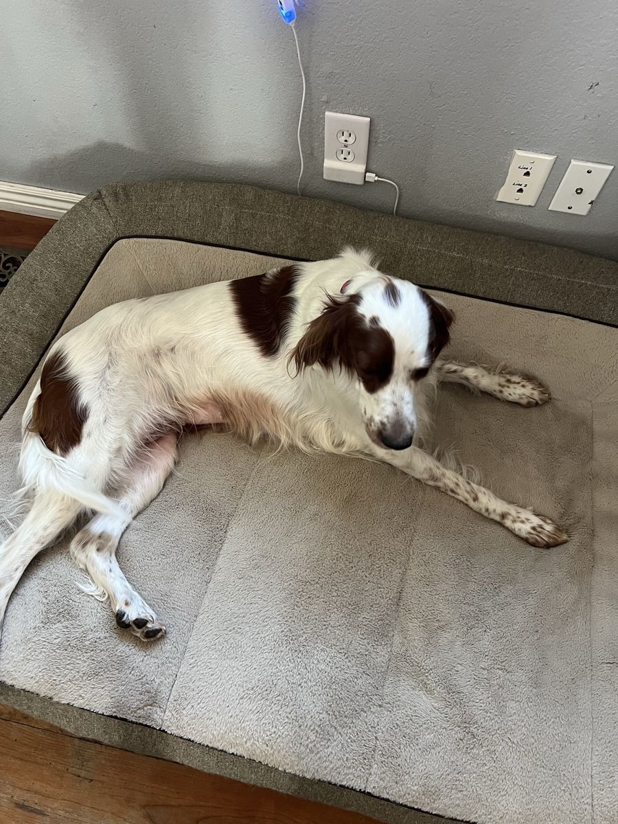 Irish Red and White Setter Dog