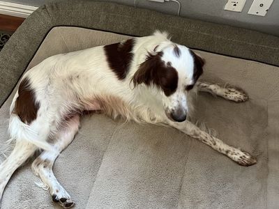 Irish Red and White Setter Dog