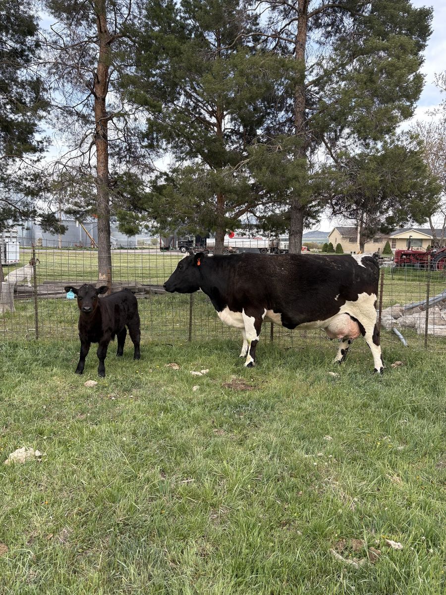 Cow-calf pair