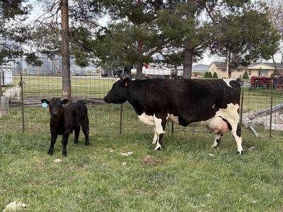 Cow-calf pair