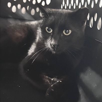 Hello my name is Slade