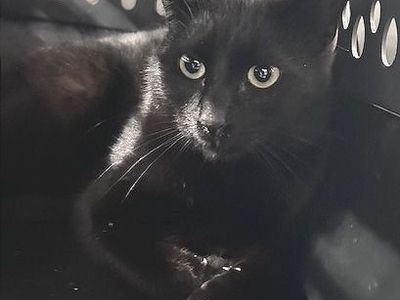 Hello my name is Slade