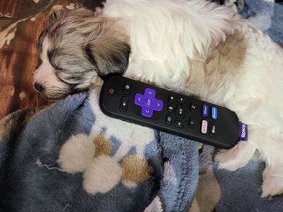 Maltese Papillon puppy