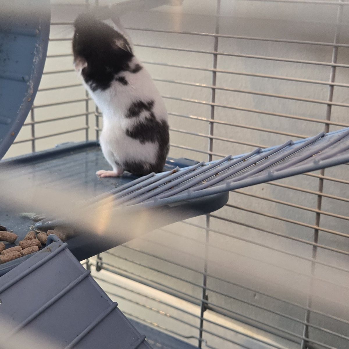 Billy Button the Hamster