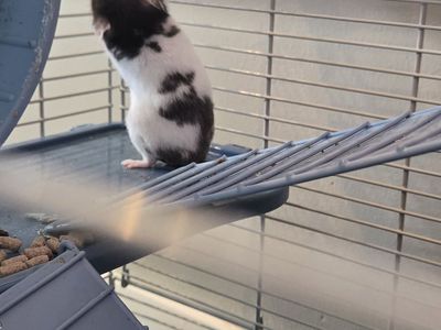 Billy Button the Hamster