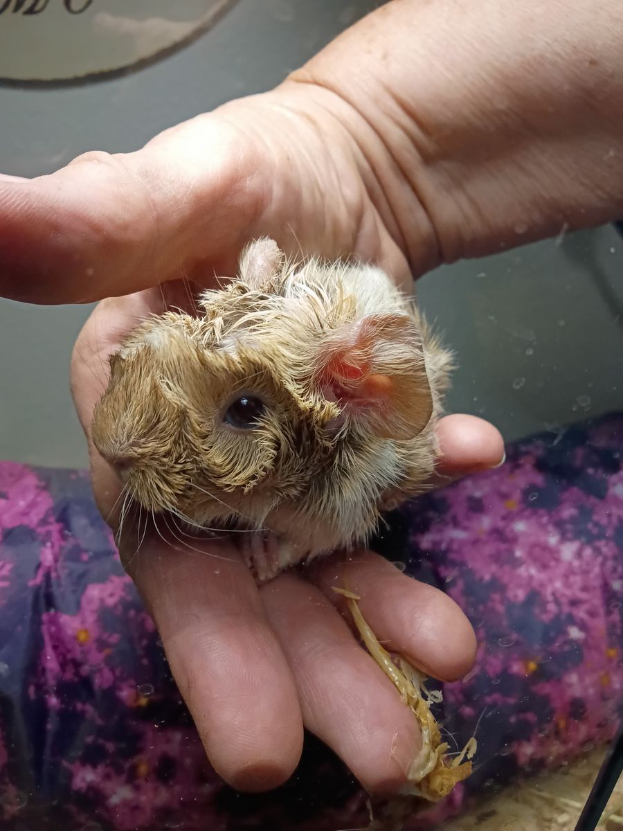 Long hair Male Guinea pig
