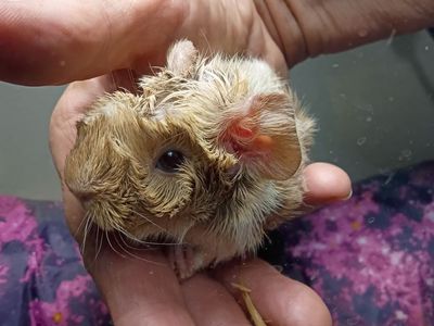 Long hair Male Guinea pig