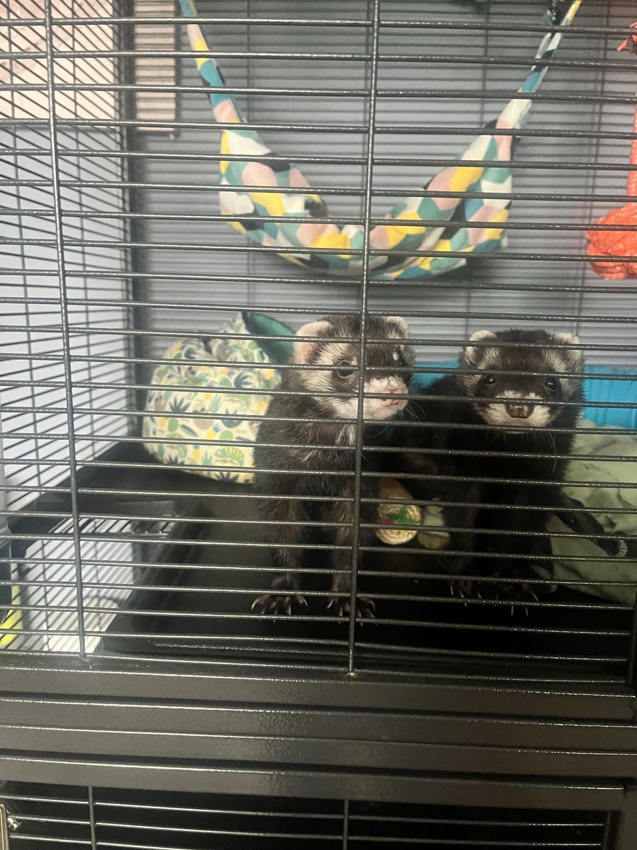 2 ferrets with cage