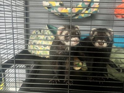 2 ferrets with cage