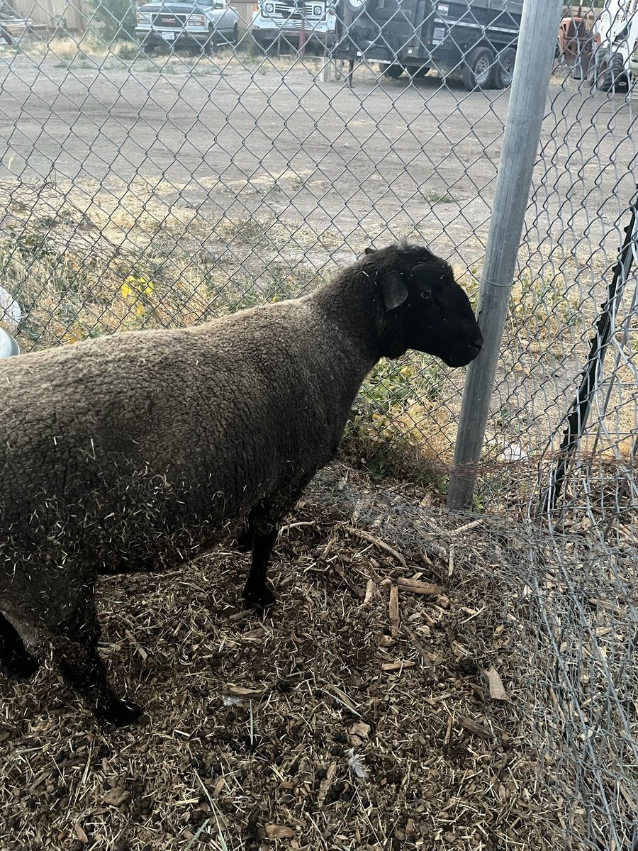 Suffolk Icelandic ram
