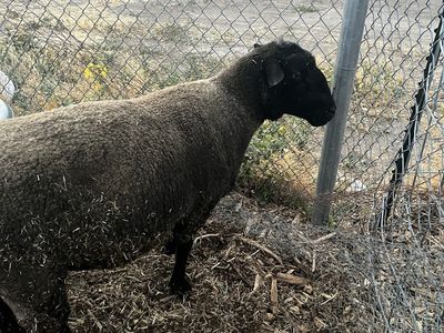 Suffolk Icelandic ram