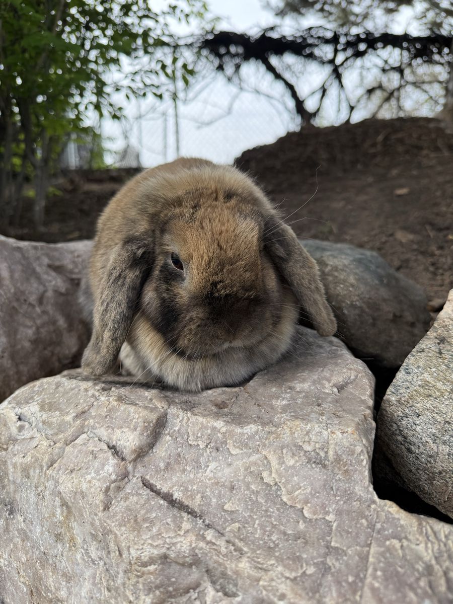Holland Lop Doe - Orange and Gray