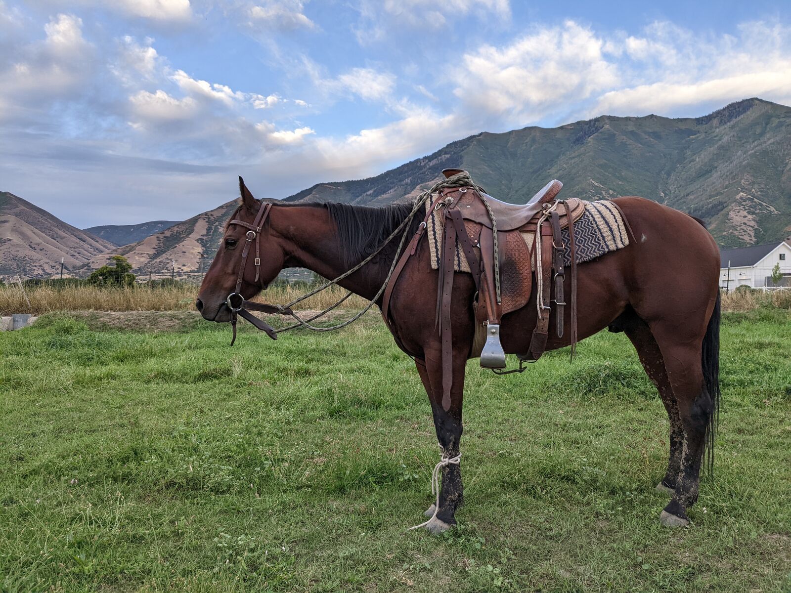 Super Broke 2016 Gelding
