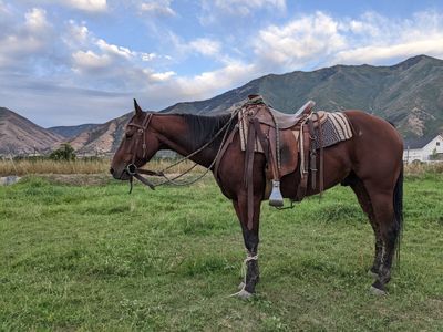 Super Broke 2016 Gelding