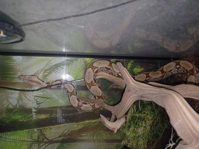 redtail boa