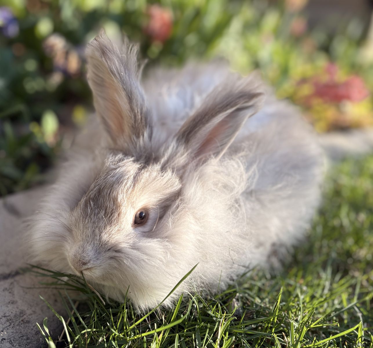 Pedigreed English Angora Doe Bunny Rabbit