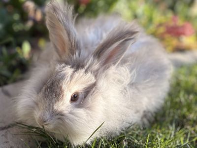 Pedigreed English Angora Doe Bunny Rabbit