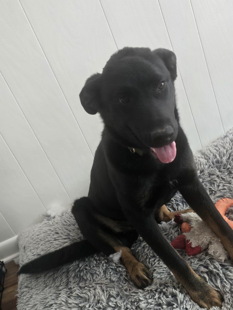 Akita Rottweiler mix puppy